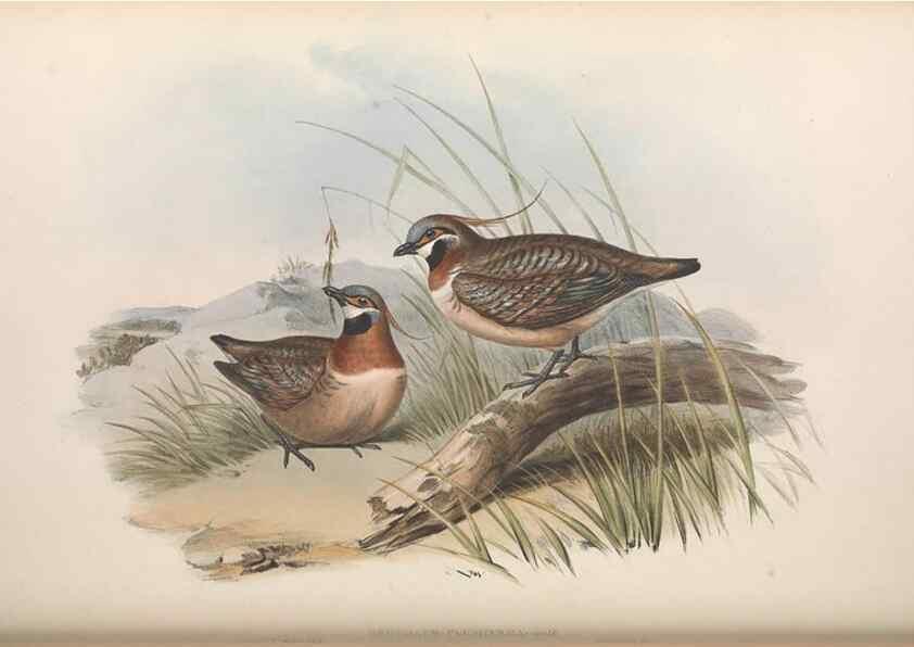 Reproducción/Reproduction 36117900964: The birds of Australia.. London,Printed by R. and J. E. Taylor; pub. by the author,[1840]-48.