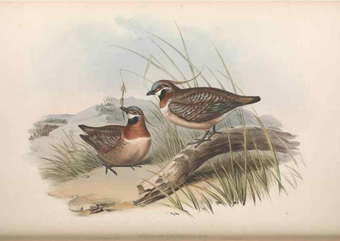 Reproducción/Reproduction 36117900964: The birds of Australia.. London,Printed by R. and J. E. Taylor; pub. by the author,[1840]-48.
