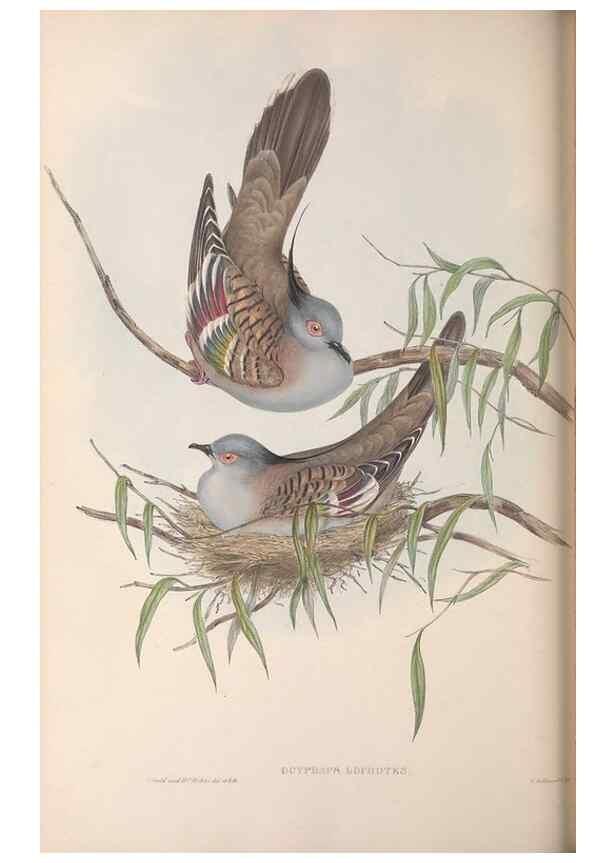 Reproducción/Reproduction 36117902234: The birds of Australia.. London,Printed by R. and J. E. Taylor; pub. by the author,[1840]-48.
