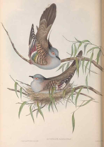 Reproducción/Reproduction 36117902234: The birds of Australia.. London,Printed by R. and J. E. Taylor; pub. by the author,[1840]-48.