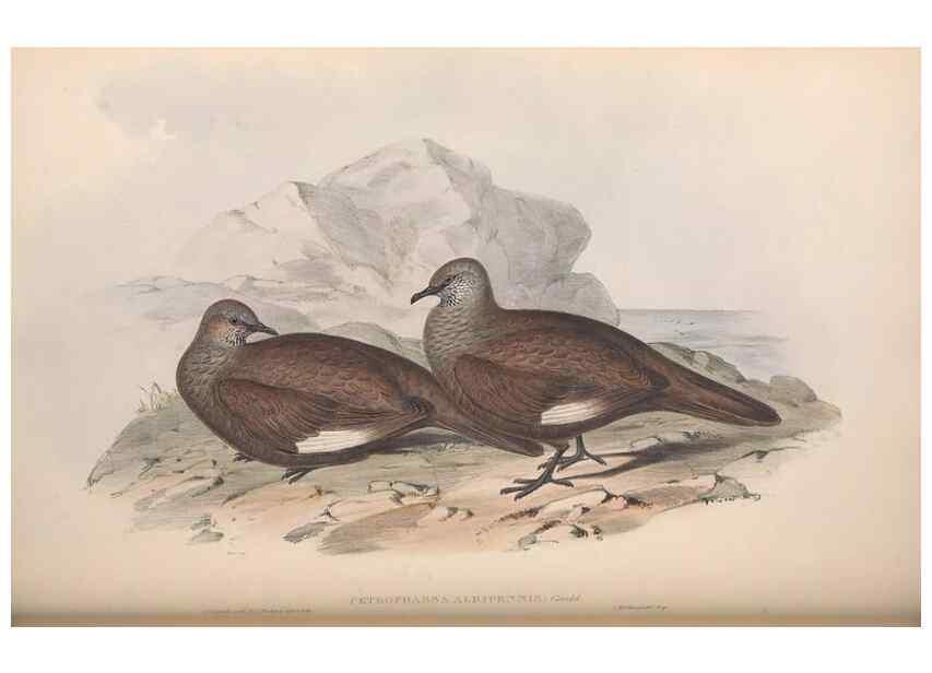 Reproducción/Reproduction 36952417915: The birds of Australia.. London,Printed by R. and J. E. Taylor; pub. by the author,[1840]-48.