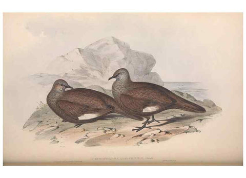 Reproducción/Reproduction 36952417915: The birds of Australia.. London,Printed by R. and J. E. Taylor; pub. by the author,[1840]-48.