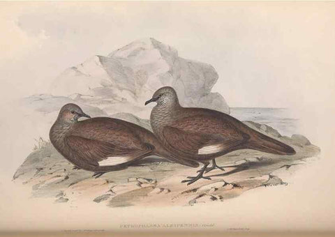 Reproducción/Reproduction 36952417915: The birds of Australia.. London,Printed by R. and J. E. Taylor; pub. by the author,[1840]-48.
