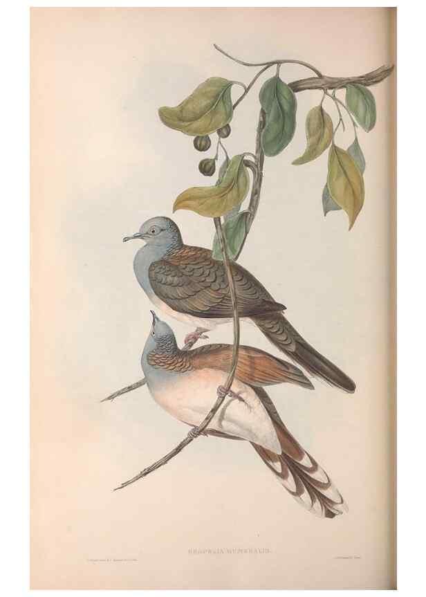 Reproducción/Reproduction 36952419895: The birds of Australia.. London,Printed by R. and J. E. Taylor; pub. by the author,[1840]-48.