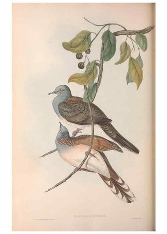 Reproducción/Reproduction 36952419895: The birds of Australia.. London,Printed by R. and J. E. Taylor; pub. by the author,[1840]-48.