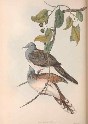 Reproducción/Reproduction 36952419895: The birds of Australia.. London,Printed by R. and J. E. Taylor; pub. by the author,[1840]-48.