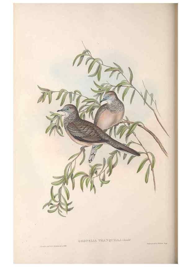 Reproducción/Reproduction 36764836266: The birds of Australia.. London,Printed by R. and J. E. Taylor; pub. by the author,[1840]-48.