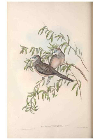 Reproducción/Reproduction 36764836266: The birds of Australia.. London,Printed by R. and J. E. Taylor; pub. by the author,[1840]-48.