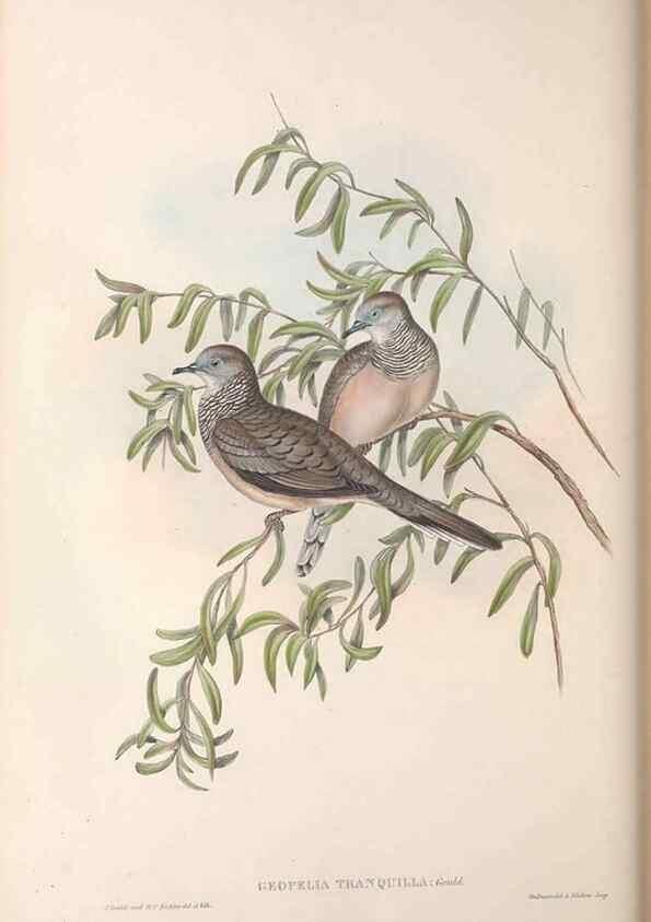 Reproducción/Reproduction 36764836266: The birds of Australia.. London,Printed by R. and J. E. Taylor; pub. by the author,[1840]-48.