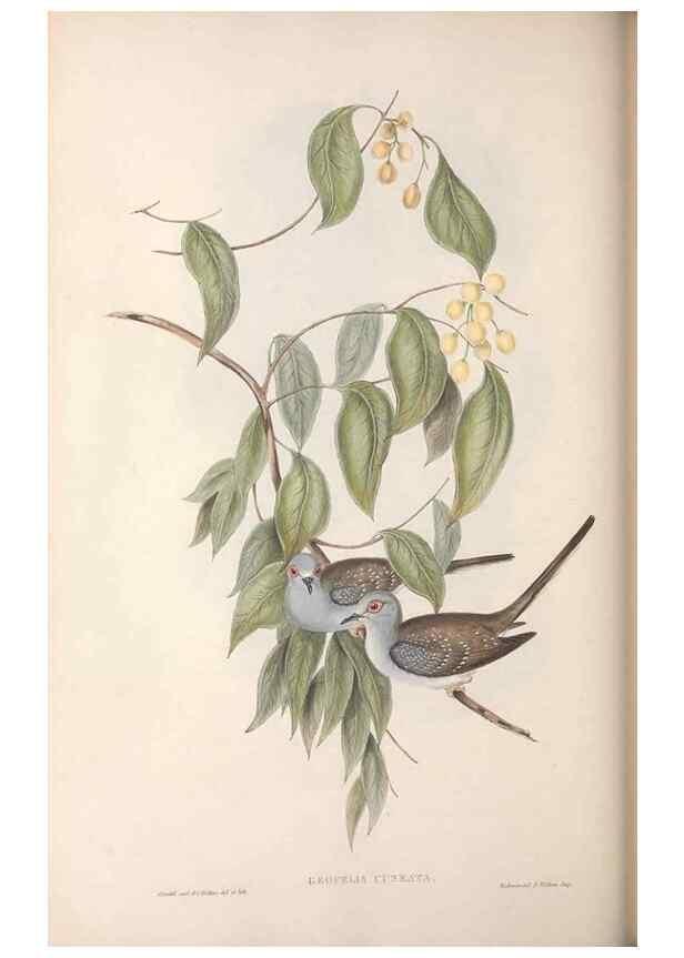 Reproducción/Reproduction 36764837536: The birds of Australia.. London,Printed by R. and J. E. Taylor; pub. by the author,[1840]-48.
