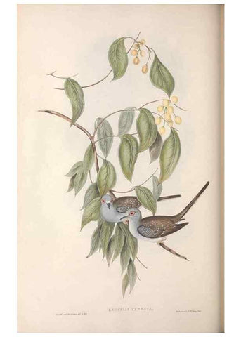 Reproducción/Reproduction 36764837536: The birds of Australia.. London,Printed by R. and J. E. Taylor; pub. by the author,[1840]-48.