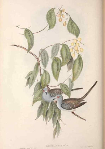 Reproducción/Reproduction 36764837536: The birds of Australia.. London,Printed by R. and J. E. Taylor; pub. by the author,[1840]-48.