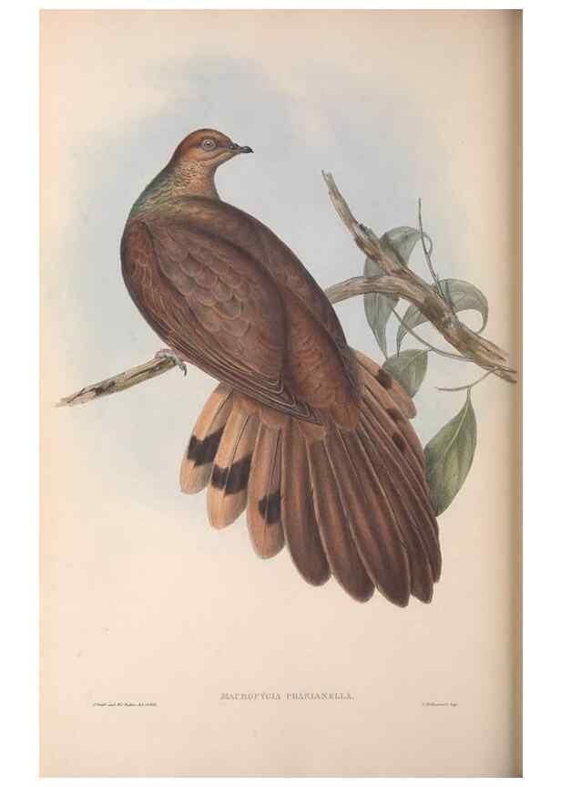 Reproducción/Reproduction 36764838636: The birds of Australia.. London,Printed by R. and J. E. Taylor; pub. by the author,[1840]-48.