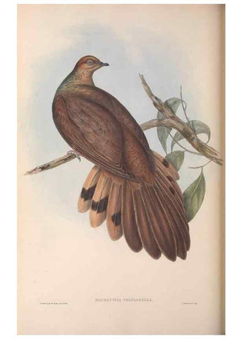 Reproducción/Reproduction 36764838636: The birds of Australia.. London,Printed by R. and J. E. Taylor; pub. by the author,[1840]-48.