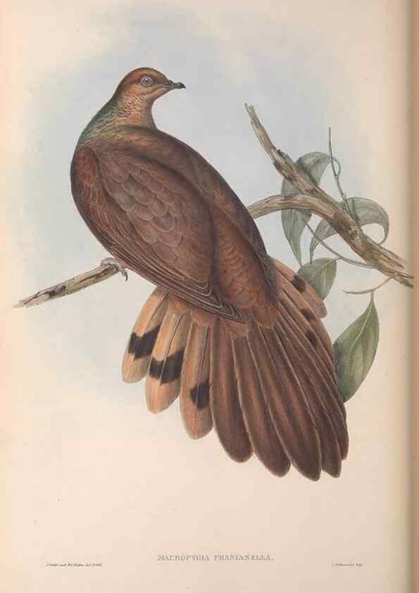 Reproducción/Reproduction 36764838636: The birds of Australia.. London,Printed by R. and J. E. Taylor; pub. by the author,[1840]-48.