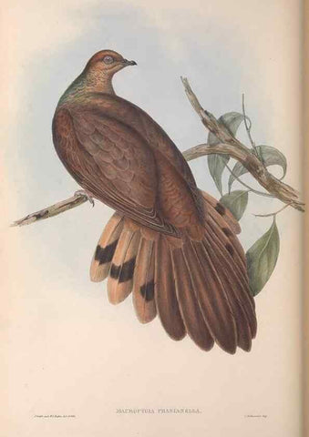 Reproducción/Reproduction 36764838636: The birds of Australia.. London,Printed by R. and J. E. Taylor; pub. by the author,[1840]-48.