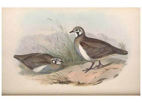Reproducción/Reproduction 36117899004: The birds of Australia.. London,Printed by R. and J. E. Taylor; pub. by the author,[1840]-48.