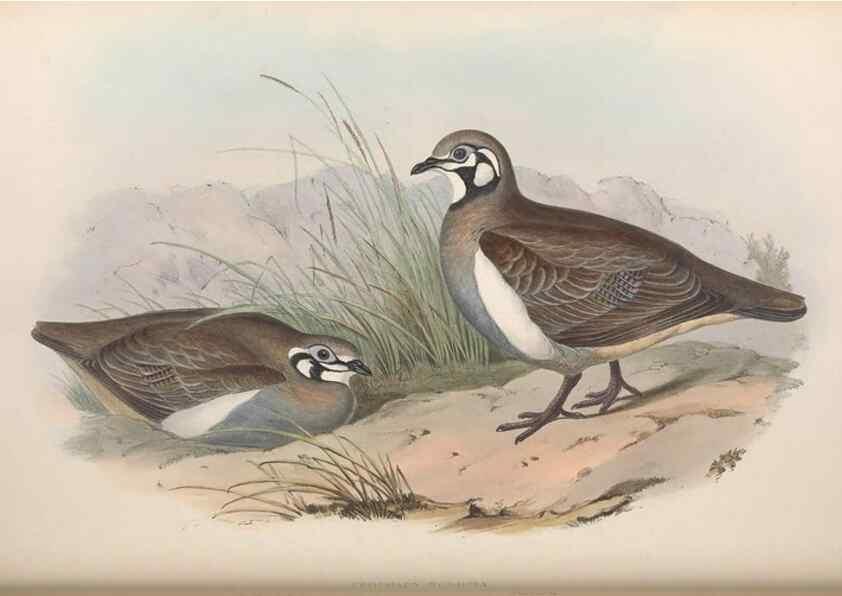 Reproducción/Reproduction 36117899004: The birds of Australia.. London,Printed by R. and J. E. Taylor; pub. by the author,[1840]-48.
