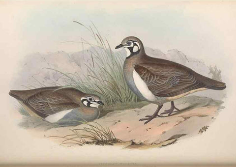 Reproducción/Reproduction 36117899004: The birds of Australia.. London,Printed by R. and J. E. Taylor; pub. by the author,[1840]-48.