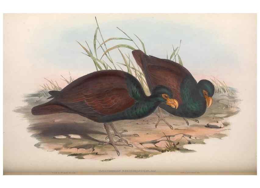 Reproducción/Reproduction 36764839606: The birds of Australia.. London,Printed by R. and J. E. Taylor; pub. by the author,[1840]-48.