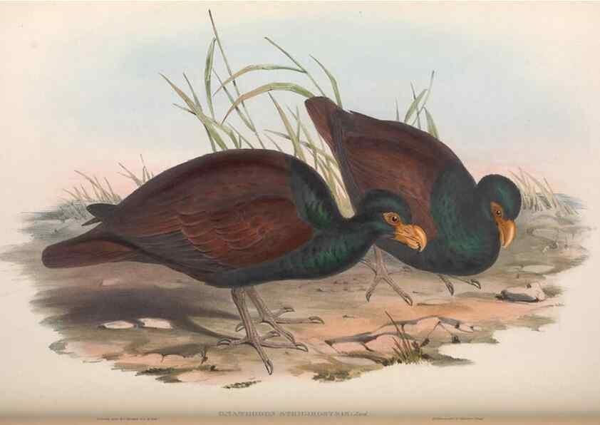 Reproducción/Reproduction 36764839606: The birds of Australia.. London,Printed by R. and J. E. Taylor; pub. by the author,[1840]-48.