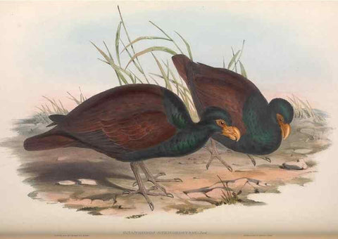 Reproducción/Reproduction 36764839606: The birds of Australia.. London,Printed by R. and J. E. Taylor; pub. by the author,[1840]-48.