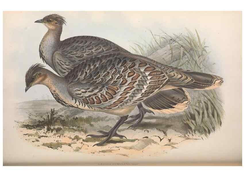 Reproducción/Reproduction 36764841656: The birds of Australia.. London,Printed by R. and J. E. Taylor; pub. by the author,[1840]-48.
