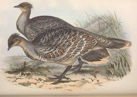 Reproducción/Reproduction 36764841656: The birds of Australia.. London,Printed by R. and J. E. Taylor; pub. by the author,[1840]-48.