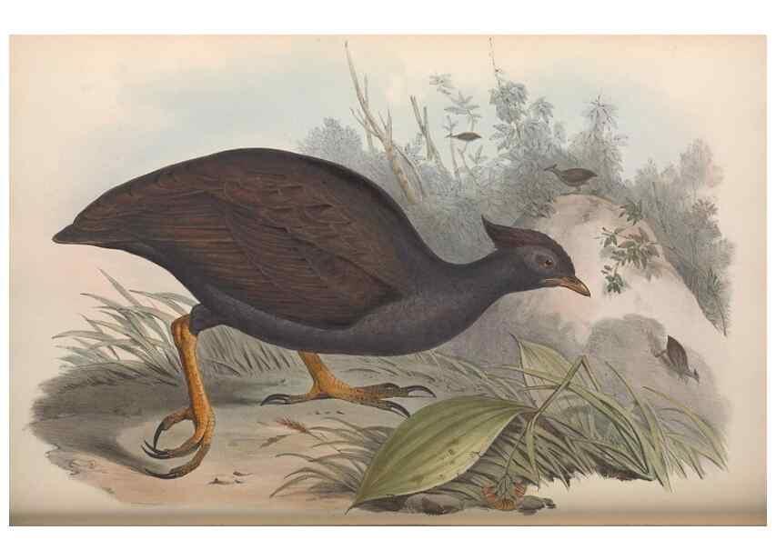 Reproducción/Reproduction 36117913384: The birds of Australia.. London,Printed by R. and J. E. Taylor; pub. by the author,[1840]-48.