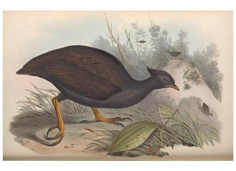 Reproducción/Reproduction 36117913384: The birds of Australia.. London,Printed by R. and J. E. Taylor; pub. by the author,[1840]-48.