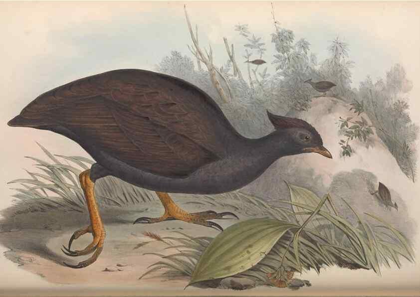 Reproducción/Reproduction 36117913384: The birds of Australia.. London,Printed by R. and J. E. Taylor; pub. by the author,[1840]-48.