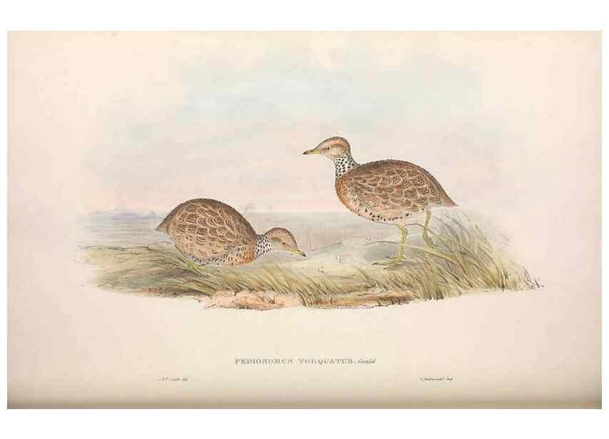 Reproducción/Reproduction 36117915144: The birds of Australia.. London,Printed by R. and J. E. Taylor; pub. by the author,[1840]-48.