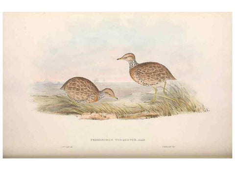 Reproducción/Reproduction 36117915144: The birds of Australia.. London,Printed by R. and J. E. Taylor; pub. by the author,[1840]-48.