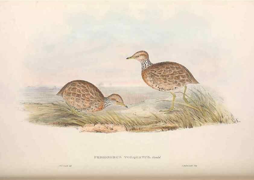 Reproducción/Reproduction 36117915144: The birds of Australia.. London,Printed by R. and J. E. Taylor; pub. by the author,[1840]-48.