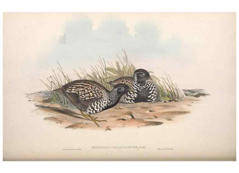 Reproducción/Reproduction 36117916524: The birds of Australia.. London,Printed by R. and J. E. Taylor; pub. by the author,[1840]-48.