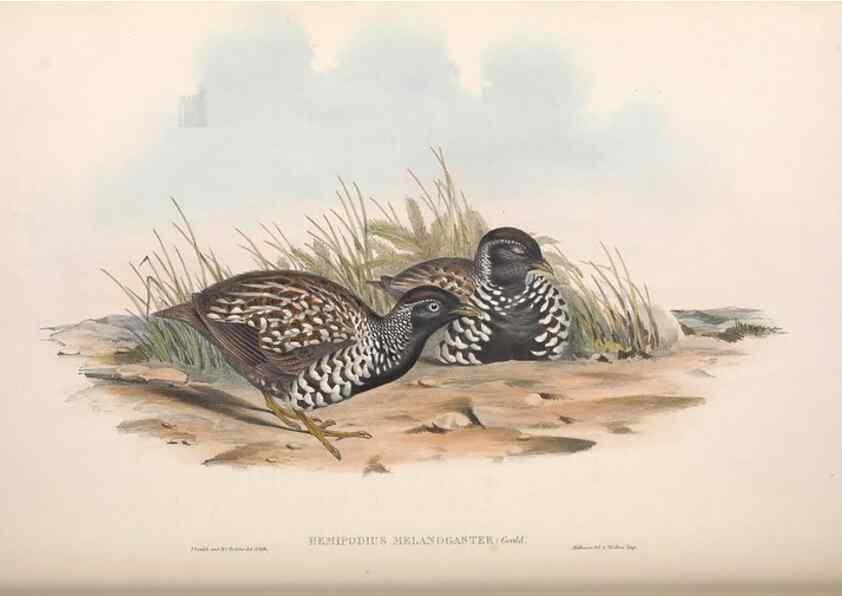 Reproducción/Reproduction 36117916524: The birds of Australia.. London,Printed by R. and J. E. Taylor; pub. by the author,[1840]-48.