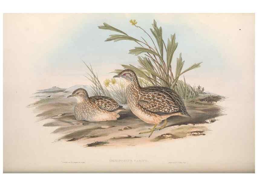 Reproducción/Reproduction 36117917774: The birds of Australia.. London,Printed by R. and J. E. Taylor; pub. by the author,[1840]-48.