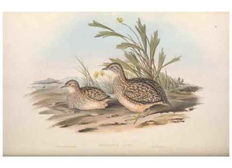 Reproducción/Reproduction 36117917774: The birds of Australia.. London,Printed by R. and J. E. Taylor; pub. by the author,[1840]-48.