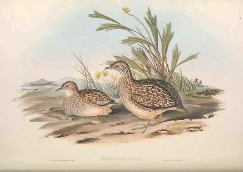 Reproducción/Reproduction 36117917774: The birds of Australia.. London,Printed by R. and J. E. Taylor; pub. by the author,[1840]-48.