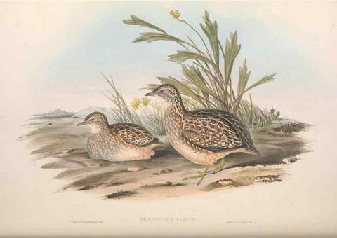 Reproducción/Reproduction 36117917774: The birds of Australia.. London,Printed by R. and J. E. Taylor; pub. by the author,[1840]-48.