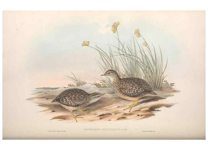 Reproducción/Reproduction 36117919524: The birds of Australia.. London,Printed by R. and J. E. Taylor; pub. by the author,[1840]-48.