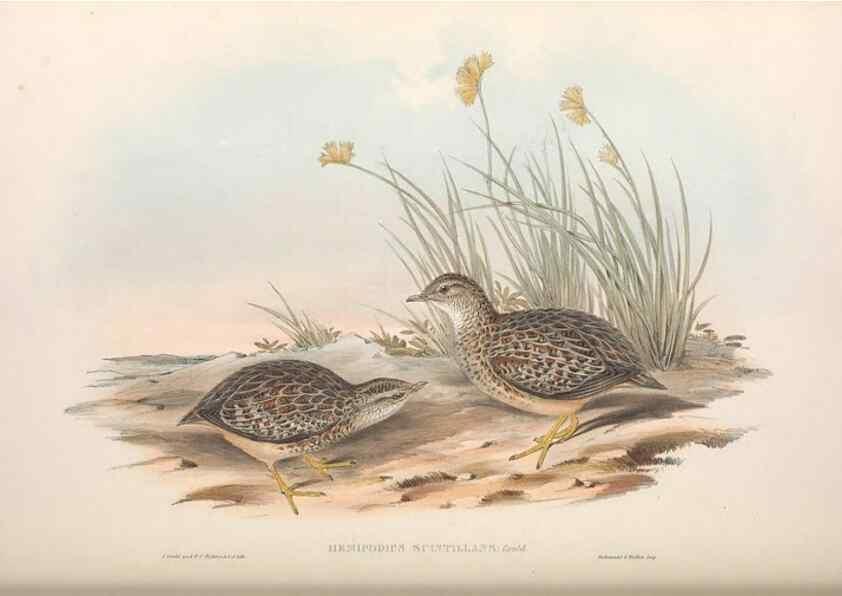 Reproducción/Reproduction 36117919524: The birds of Australia.. London,Printed by R. and J. E. Taylor; pub. by the author,[1840]-48.