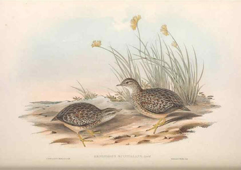 Reproducción/Reproduction 36117919524: The birds of Australia.. London,Printed by R. and J. E. Taylor; pub. by the author,[1840]-48.