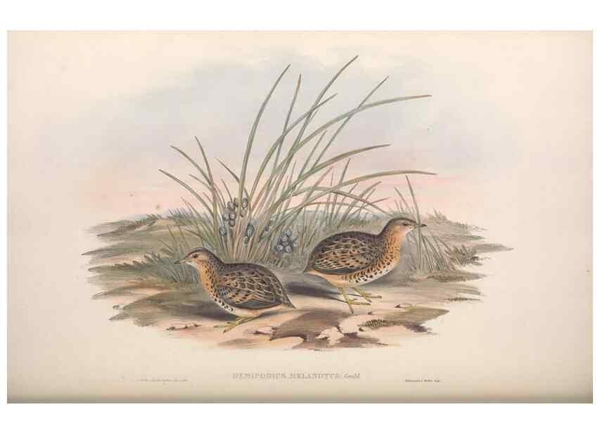 Reproducción/Reproduction 36117920974: The birds of Australia.. London,Printed by R. and J. E. Taylor; pub. by the author,[1840]-48.