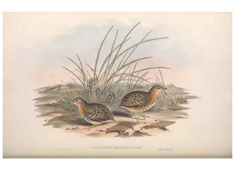 Reproducción/Reproduction 36117920974: The birds of Australia.. London,Printed by R. and J. E. Taylor; pub. by the author,[1840]-48.