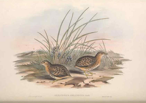 Reproducción/Reproduction 36117920974: The birds of Australia.. London,Printed by R. and J. E. Taylor; pub. by the author,[1840]-48.