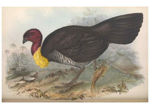 Reproducción/Reproduction 36764840566: The birds of Australia.. London,Printed by R. and J. E. Taylor; pub. by the author,[1840]-48.
