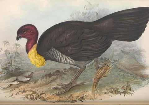 Reproducción/Reproduction 36764840566: The birds of Australia.. London,Printed by R. and J. E. Taylor; pub. by the author,[1840]-48.