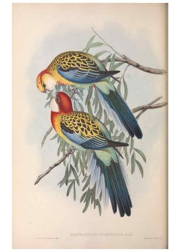 Reproducción/Reproduction 36117837094: The birds of Australia.. London,Printed by R. and J. E. Taylor; pub. by the author,[1840]-48.