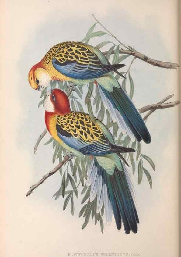 Reproducción/Reproduction 36117837094: The birds of Australia.. London,Printed by R. and J. E. Taylor; pub. by the author,[1840]-48.